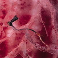 Click here to enlarge